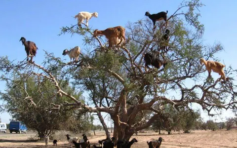 Cabras subidas a un árbol de argán