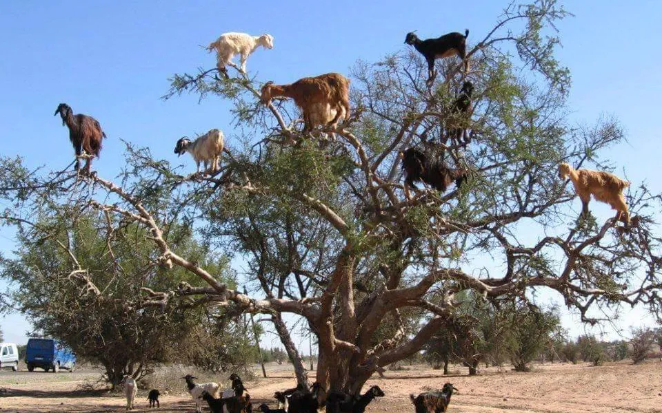 Cabras subidas a un árbol de argán